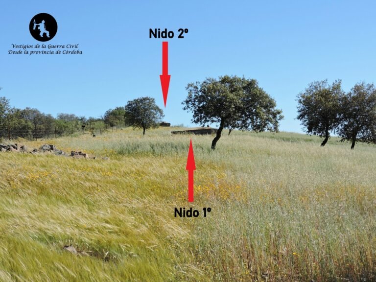 Nido 1º de las Doscientas – Belalcázar
